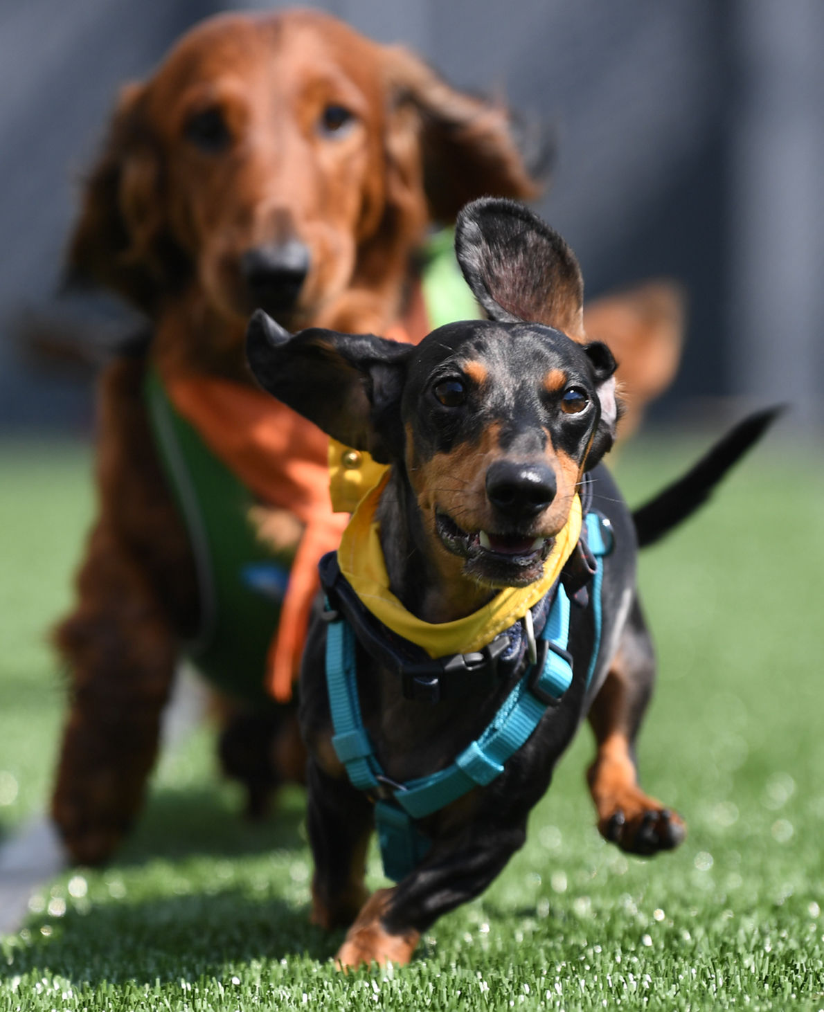 Wienerfest
